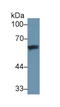 GC Vitamin D Binding Protein antibody, abx131881, Abbexa, Western Blot image 