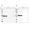 Syntaxin 6 antibody, NBP1-85869, Novus Biologicals, Western Blot image 