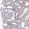 Mitochondrial Ribosomal Protein S16 antibody, NBP2-33721, Novus Biologicals, Immunohistochemistry paraffin image 
