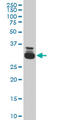 TATA-Box Binding Protein Associated Factor 11 antibody, LS-C133464, Lifespan Biosciences, Western Blot image 