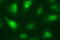 Necdin, MAGE Family Member antibody, M04394, Boster Biological Technology, Immunofluorescence image 