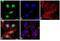 CAMP Responsive Element Binding Protein 1 antibody, GTX15731, GeneTex, Immunocytochemistry image 