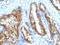 Fucosyltransferase 9 antibody, orb388153, Biorbyt, Immunohistochemistry paraffin image 