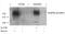 Kinase Insert Domain Receptor antibody, 79-143, ProSci, Western Blot image 