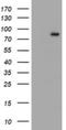 Complement C1s subcomponent antibody, NBP2-45566, Novus Biologicals, Western Blot image 