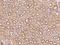 Nucleolar Protein With MIF4G Domain 1 antibody, 206259-T08, Sino Biological, Immunohistochemistry frozen image 