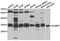 SLAM Family Member 7 antibody, A5782, ABclonal Technology, Western Blot image 