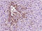 Transthyretin antibody, GTX00758, GeneTex, Immunohistochemistry paraffin image 