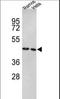 Tu Translation Elongation Factor, Mitochondrial antibody, LS-C160342, Lifespan Biosciences, Western Blot image 