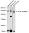 Kinase Insert Domain Receptor antibody, 13-924, ProSci, Western Blot image 