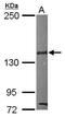 SIN3 Transcription Regulator Family Member B antibody, PA5-30680, Invitrogen Antibodies, Western Blot image 