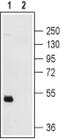 Purinergic Receptor P2Y12 antibody, PA5-77671, Invitrogen Antibodies, Western Blot image 