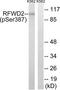E3 ubiquitin-protein ligase RFWD2 antibody, TA315725, Origene, Western Blot image 
