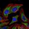 Pyruvate Dehydrogenase Kinase 1 antibody, NBP2-22171, Novus Biologicals, Immunofluorescence image 