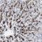 Pyruvate Dehyrogenase Phosphatase Catalytic Subunit 1 antibody, NBP1-87308, Novus Biologicals, Immunohistochemistry frozen image 