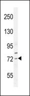 Sterol regulatory element-binding protein 2 antibody, LS-C161495, Lifespan Biosciences, Western Blot image 