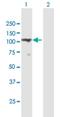 C2CD2 Like antibody, H00009854-B01P, Novus Biologicals, Western Blot image 