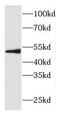 FAD-dependent oxidoreductase domain-containing protein 1 antibody, FNab03214, FineTest, Western Blot image 