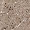 Shroom Family Member 4 antibody, NBP1-93596, Novus Biologicals, Immunohistochemistry paraffin image 