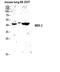 Mitogen-Activated Protein Kinase Kinase 2 antibody, STJ94081, St John