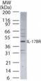 Interleukin 17 Receptor B antibody, GTX13908, GeneTex, Western Blot image 