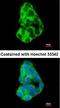 Caspase Recruitment Domain Family Member 11 antibody, orb18487, Biorbyt, Immunofluorescence image 