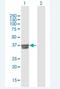 Beta-1,3-Galactosyltransferase 6 antibody, H00126792-B01P-50ug, Novus Biologicals, Western Blot image 