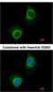 Valyl-TRNA Synthetase antibody, NBP2-20843, Novus Biologicals, Immunofluorescence image 