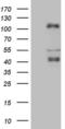 C-Terminal Binding Protein 2 antibody, MA5-26926, Invitrogen Antibodies, Western Blot image 
