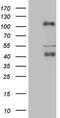 C-Terminal Binding Protein 2 antibody, MA5-26926, Invitrogen Antibodies, Western Blot image 