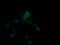 Amyloid P Component, Serum antibody, M00162, Boster Biological Technology, Immunofluorescence image 