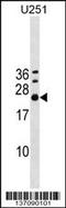 Exosome Component 4 antibody, 59-063, ProSci, Western Blot image 