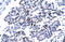 Caudal Type Homeobox 4 antibody, 27-698, ProSci, Enzyme Linked Immunosorbent Assay image 