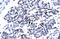 Homeobox protein CDX-4 antibody, 27-698, ProSci, Enzyme Linked Immunosorbent Assay image 