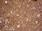 Visinin Like 1 antibody, LS-C175762, Lifespan Biosciences, Immunohistochemistry paraffin image 