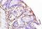 HPV antibody, orb101775, Biorbyt, Immunohistochemistry paraffin image 