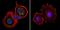 Aryl Hydrocarbon Receptor antibody, NB300-530, Novus Biologicals, Immunofluorescence image 