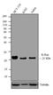 KRAS Proto-Oncogene, GTPase antibody, 415700, Invitrogen Antibodies, Western Blot image 