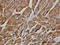 PIP antibody, LS-C133641, Lifespan Biosciences, Immunohistochemistry frozen image 