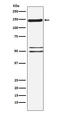 Synaptic Ras GTPase Activating Protein 1 antibody, M04862, Boster Biological Technology, Western Blot image 