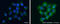 WD Repeat Domain, Phosphoinositide Interacting 2 antibody, GTX132453, GeneTex, Immunofluorescence image 