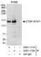 CTD Phosphatase Subunit 1 antibody, A301-171A, Bethyl Labs, Immunoprecipitation image 