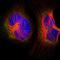 Ubiquitin Like Modifier Activating Enzyme 5 antibody, HPA017235, Atlas Antibodies, Immunofluorescence image 