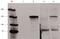 Cas9 antibody, MA5-23519, Invitrogen Antibodies, Western Blot image 