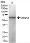 Autophagy Related 13 antibody, orb377376, Biorbyt, Western Blot image 