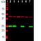 Ubiquitin C-Terminal Hydrolase L1 antibody, M01018-5, Boster Biological Technology, Western Blot image 