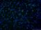Glutamate Metabotropic Receptor 1 antibody, 19955-1-AP, Proteintech Group, Immunofluorescence image 