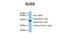 Cx36 antibody, ARP36623_P050, Aviva Systems Biology, Western Blot image 