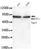 CREB Regulated Transcription Coactivator 1 antibody, MA5-24762, Invitrogen Antibodies, Western Blot image 