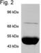 TNF Receptor Associated Protein 1 antibody, MA1-010, Invitrogen Antibodies, Immunoprecipitation image 